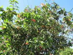 صورة Cordia rickseckeri Millsp.