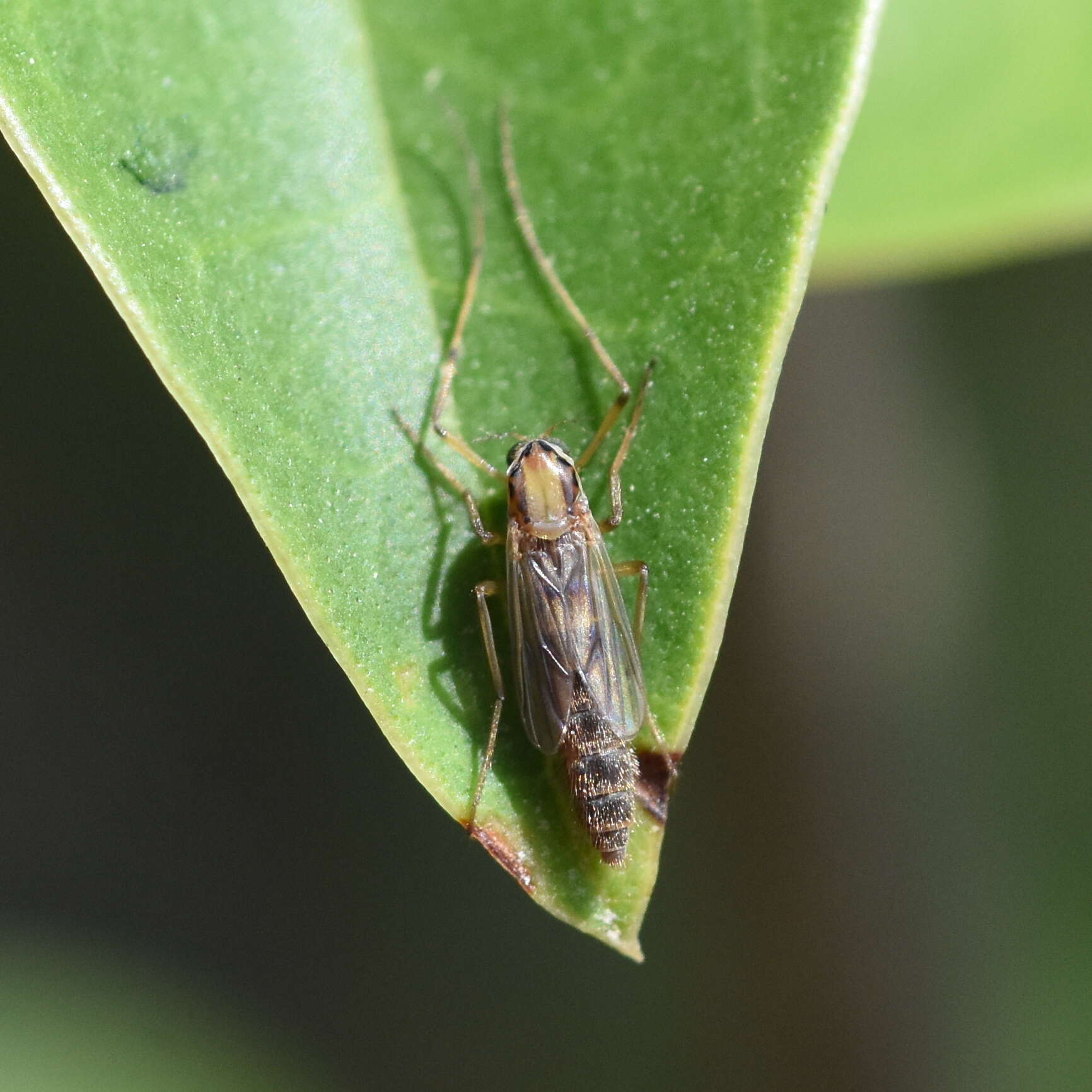 Goeldichironomus carus (Townes 1945) resmi