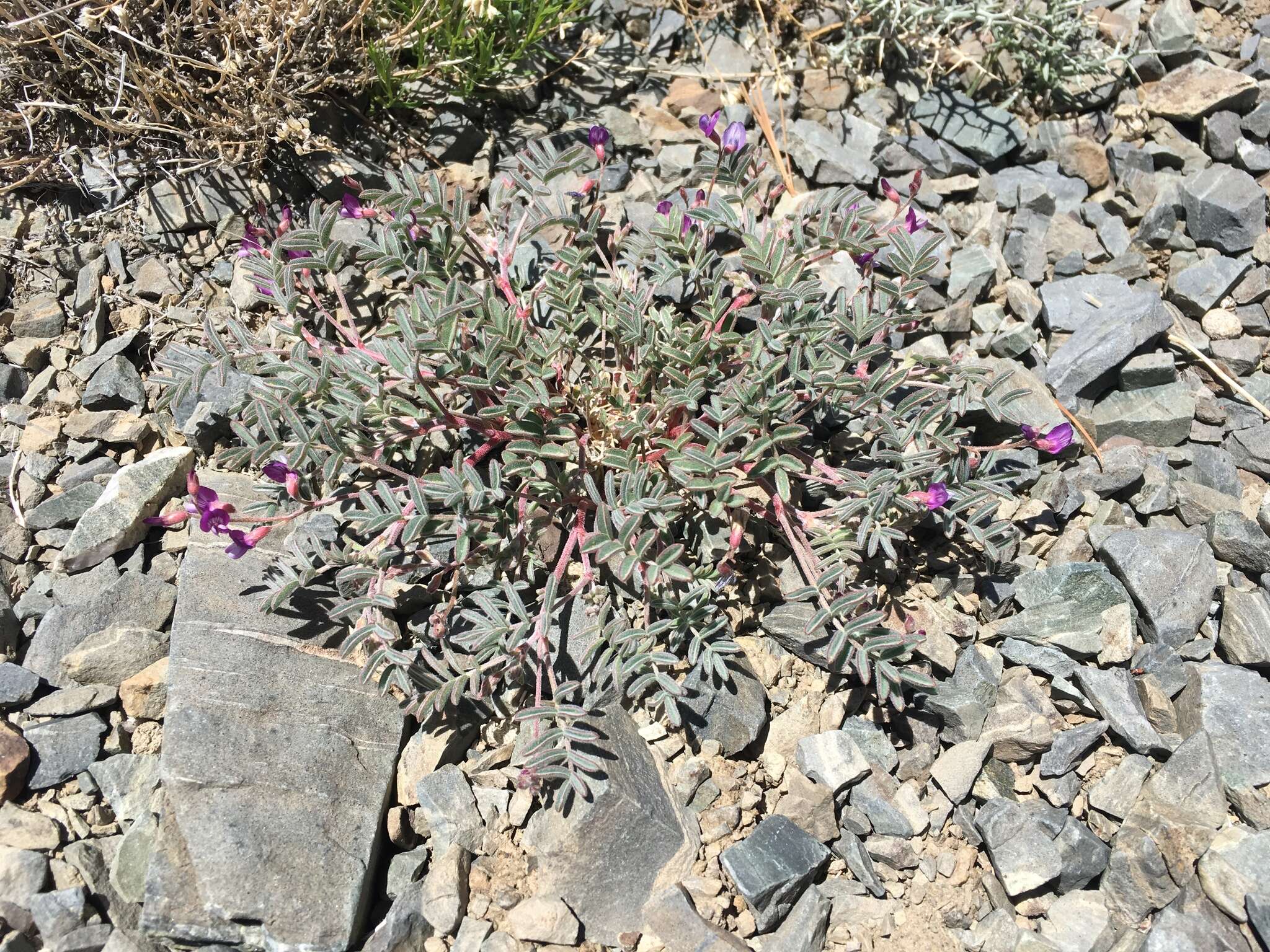 Astragalus gilmanii Tidestr.的圖片