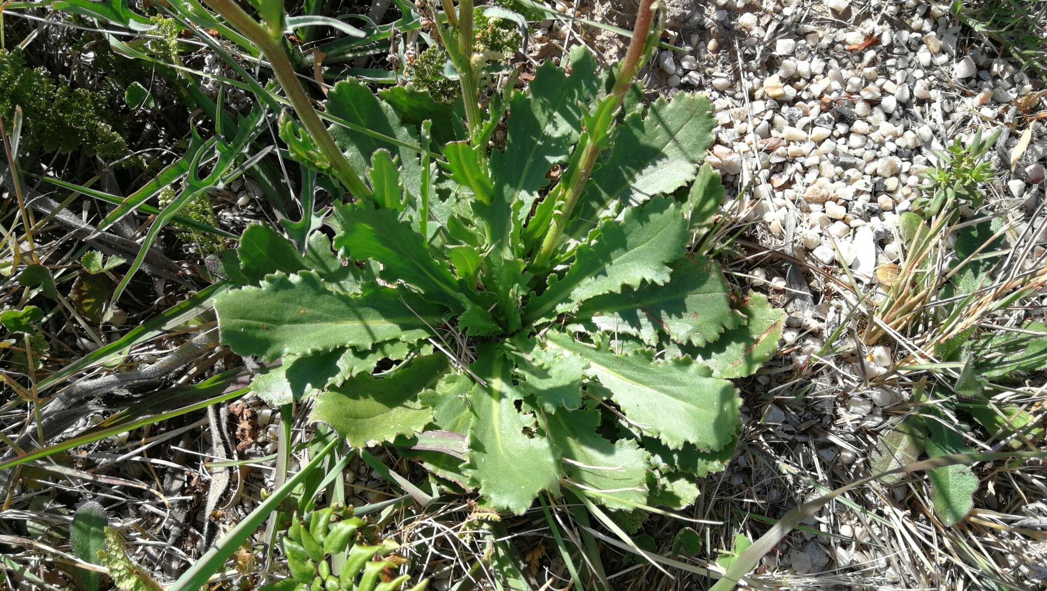 Image of Senecio speciosus Willd.