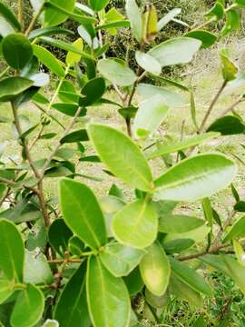 Image of Daphnopsis racemosa Griseb.