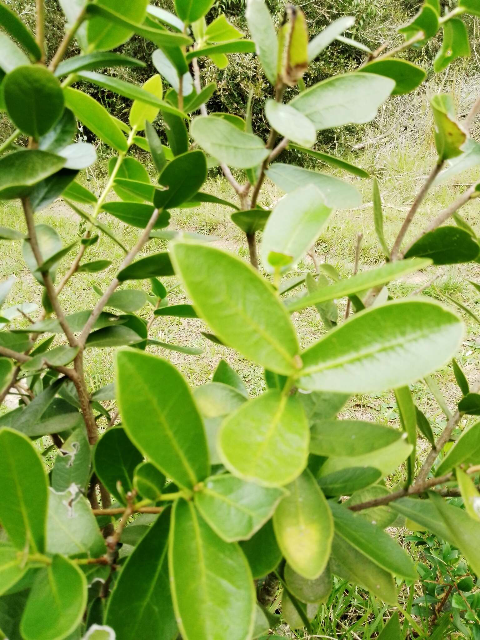 Image of Daphnopsis racemosa Griseb.