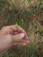 Pityopsis aspera var. adenolepis (Fern.) J. C. Semple & F. D. Bowers resmi