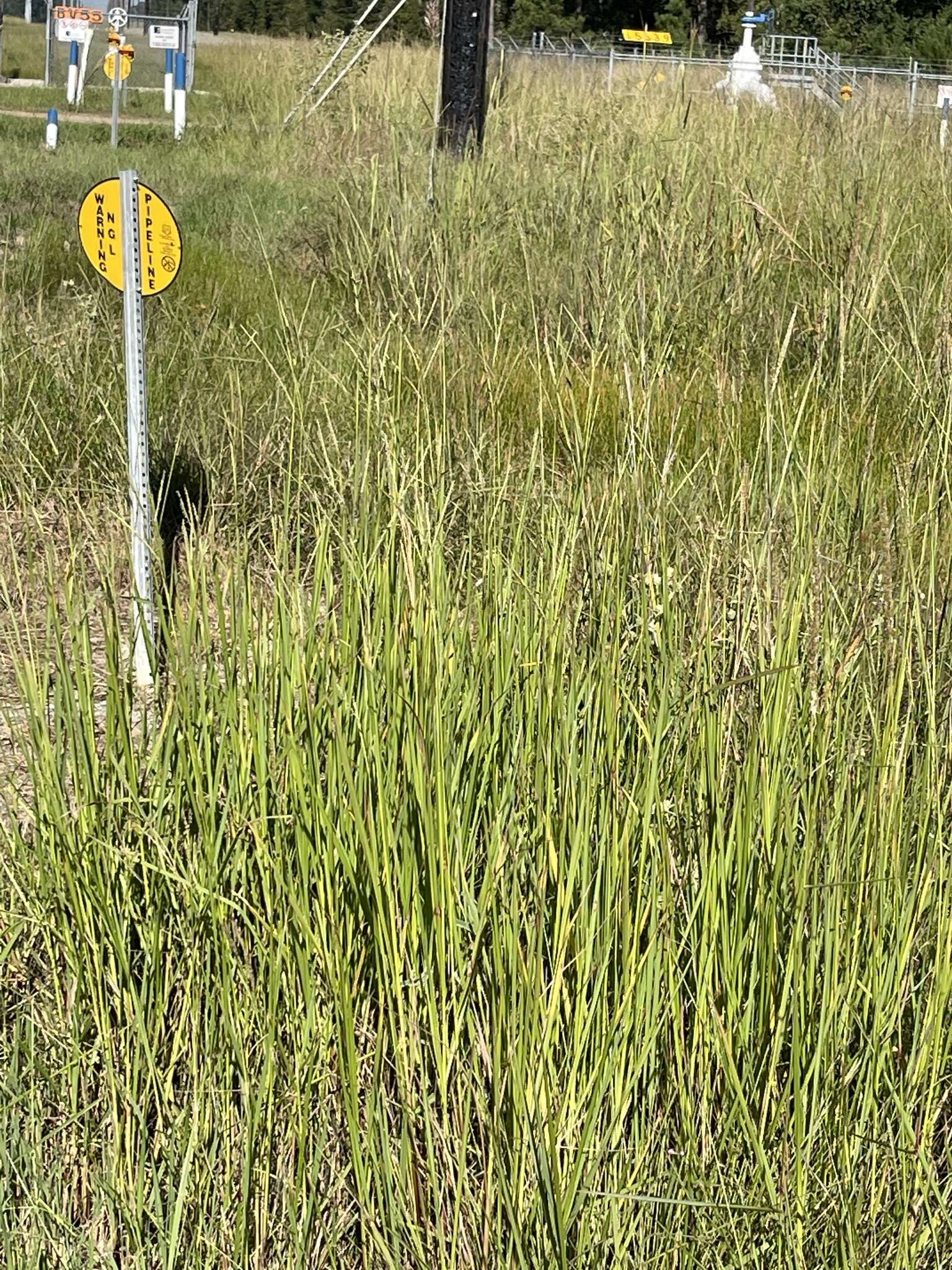 Image of Paspalum wrightii Hitchc. & Chase