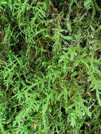 Image of claopodium moss