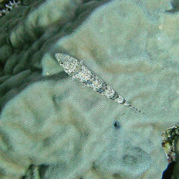 Image of Variegated lizardfish