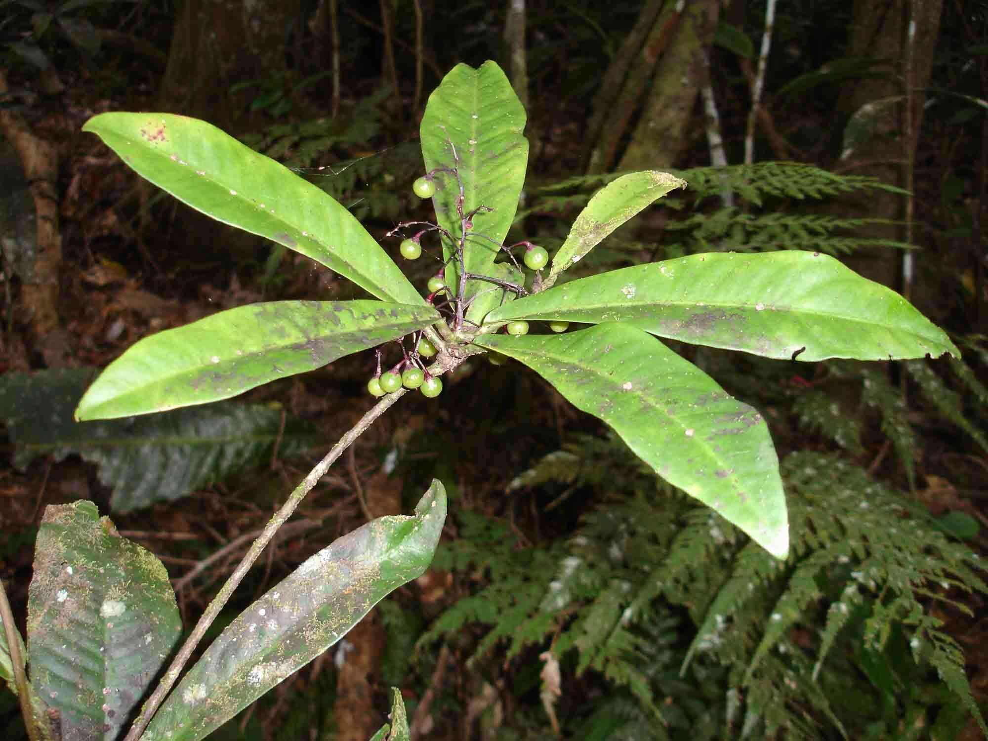 Imagem de Tapeinosperma rubriscapum Guillaumin
