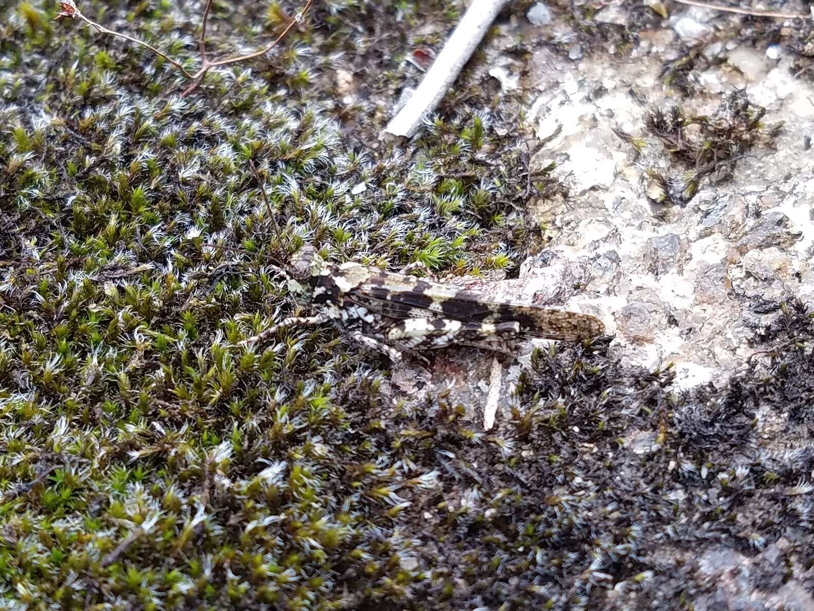 Image of Lichen Grasshopper