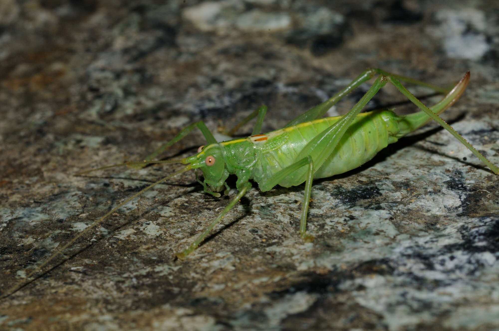 Image of southern oak bush-cricket