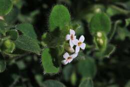 صورة Pimelea latifolia subsp. altior (F. Müll.) Threlfall