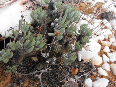 Image of Tylecodon pearsonii (Schönl.) H. Tölken