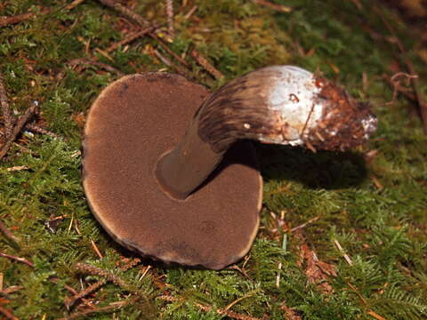 Image of Porphyrellus porphyrosporus (Fr. & Hök) E.-J. Gilbert 1931