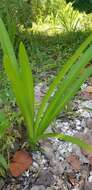 Image of perfumed spiderlily