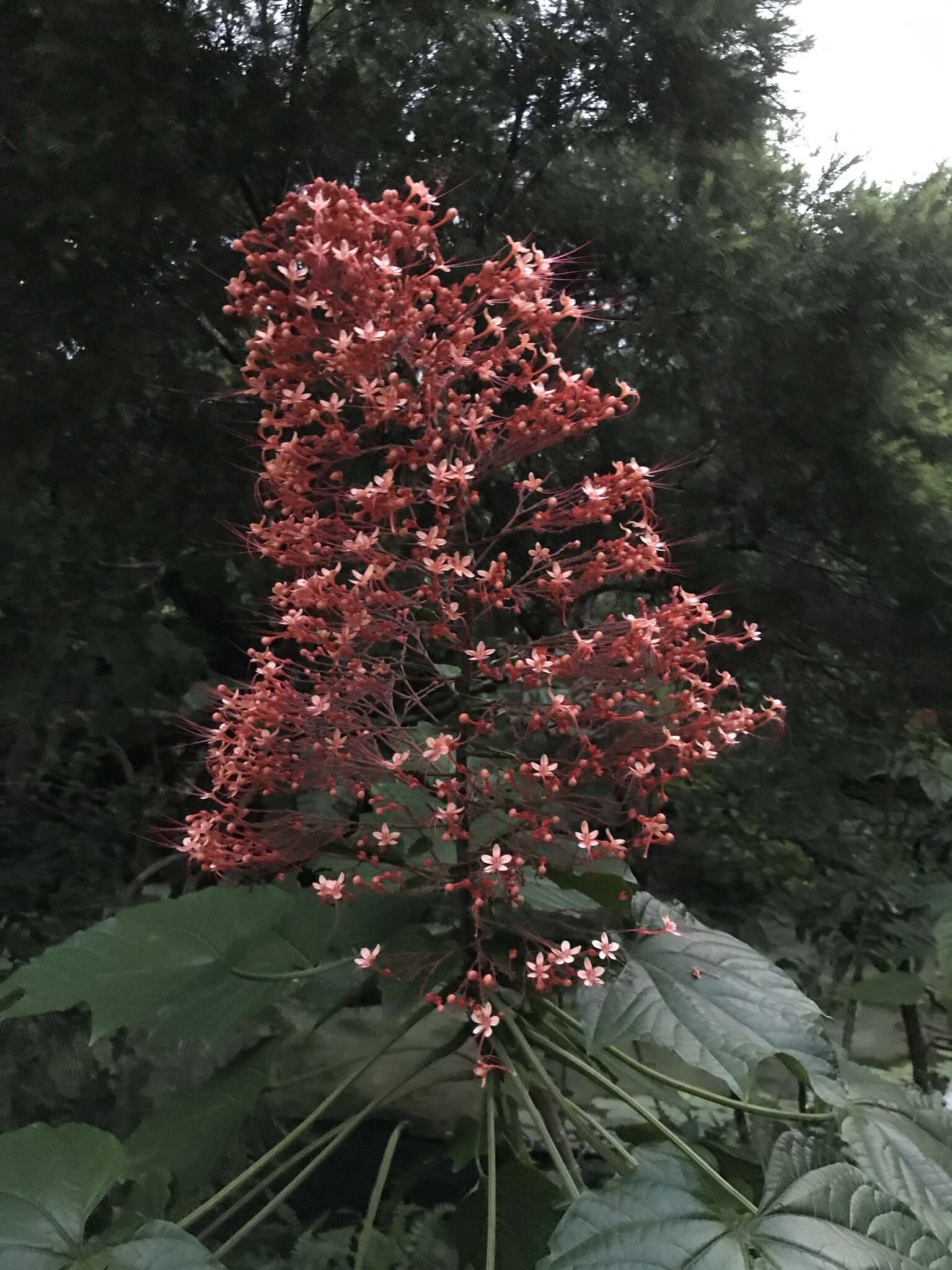 Imagem de Clerodendrum paniculatum L.