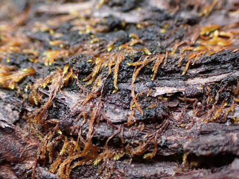 Image of pterigynandrum moss