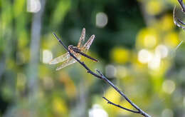 Image of Orthemis aequilibris Calvert 1909