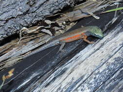 Image of Open-litter Rainbow-skink