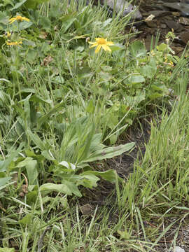 Image of hairy arnica