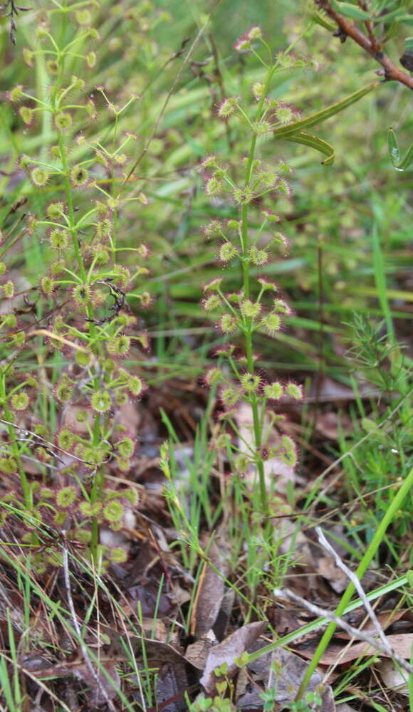 Image de Drosera stolonifera subsp. porrecta (Lehm.) N. Marchant & Lowrie