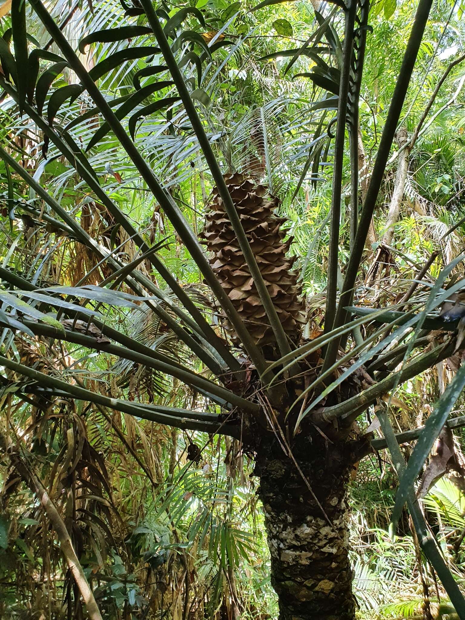 Image of Lepidozamia hopei Regel