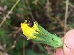 Sivun Acmaeodera pulchella (Herbst 1801) kuva