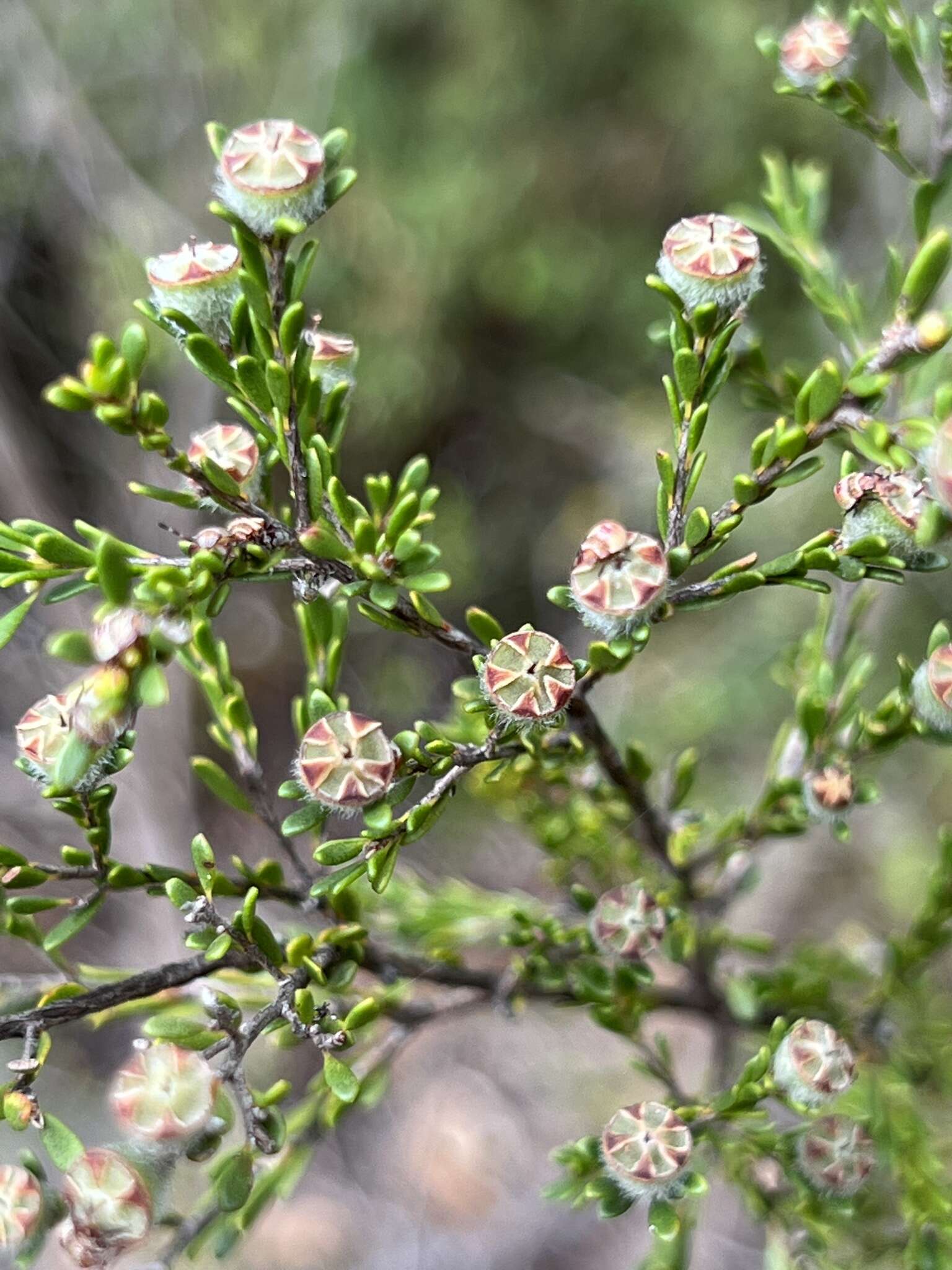 Sivun Leptospermum parvifolium Sm. kuva