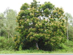 Image of Yellow Flame Tree