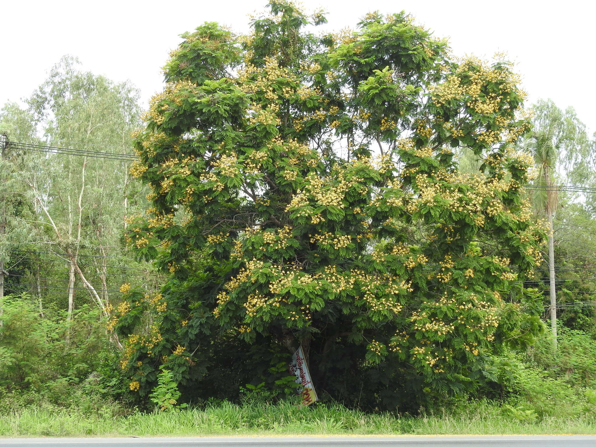 Plancia ëd Peltophorum pterocarpum (DC.) K. Heyne