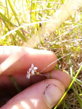 Image of Mentha cunninghamii (Benth.) Benth.