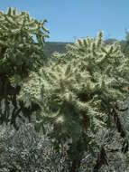 Image of jumping cholla