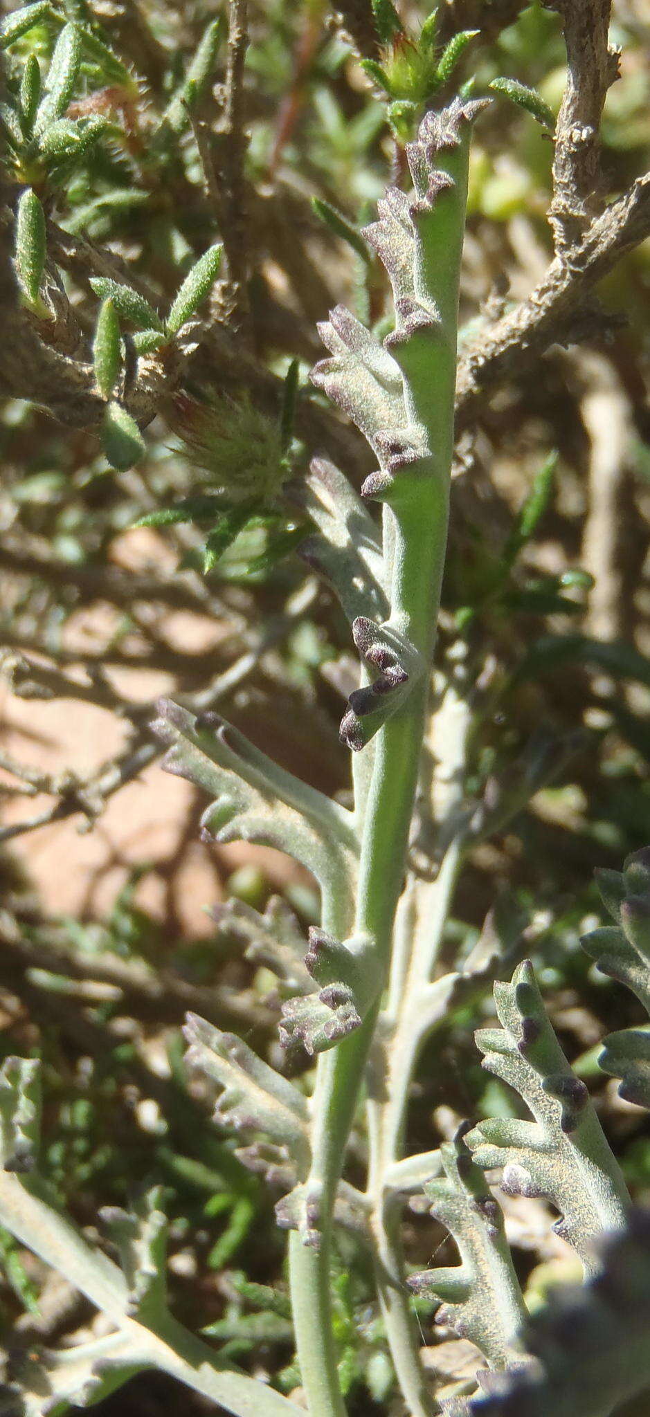 Image of Pelargonium laxum (Sweet) G. Don