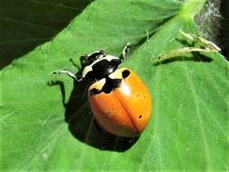 Image of Coccinella trifasciata subversa Le Conte 1854