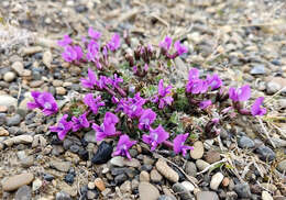 Image de Oxytropis czukotica Jurtzev