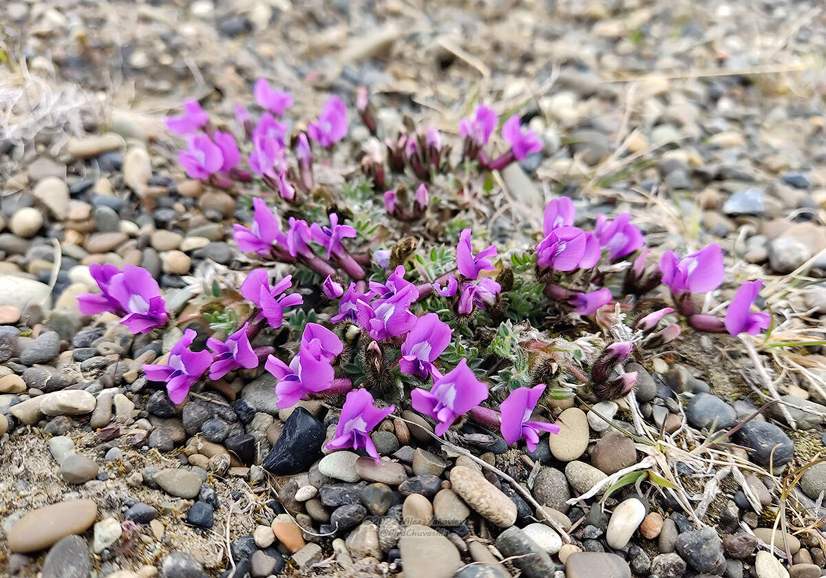 Image of Chukotka locoweed