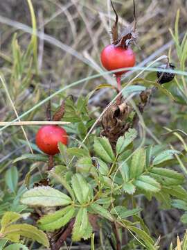 Image of white prairie rose