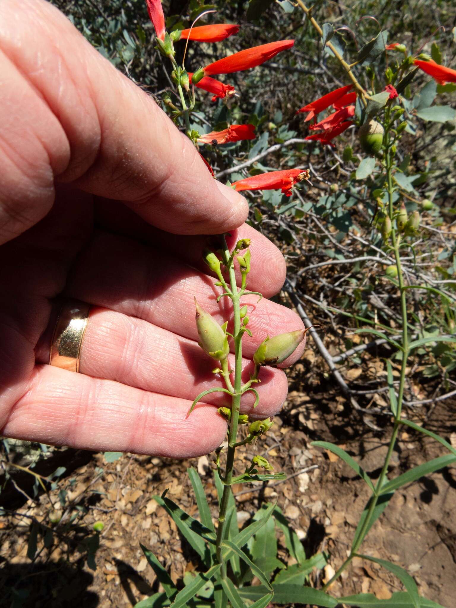 Image de Penstemon barbatus subsp. barbatus