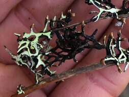 Image of inactive tube lichen