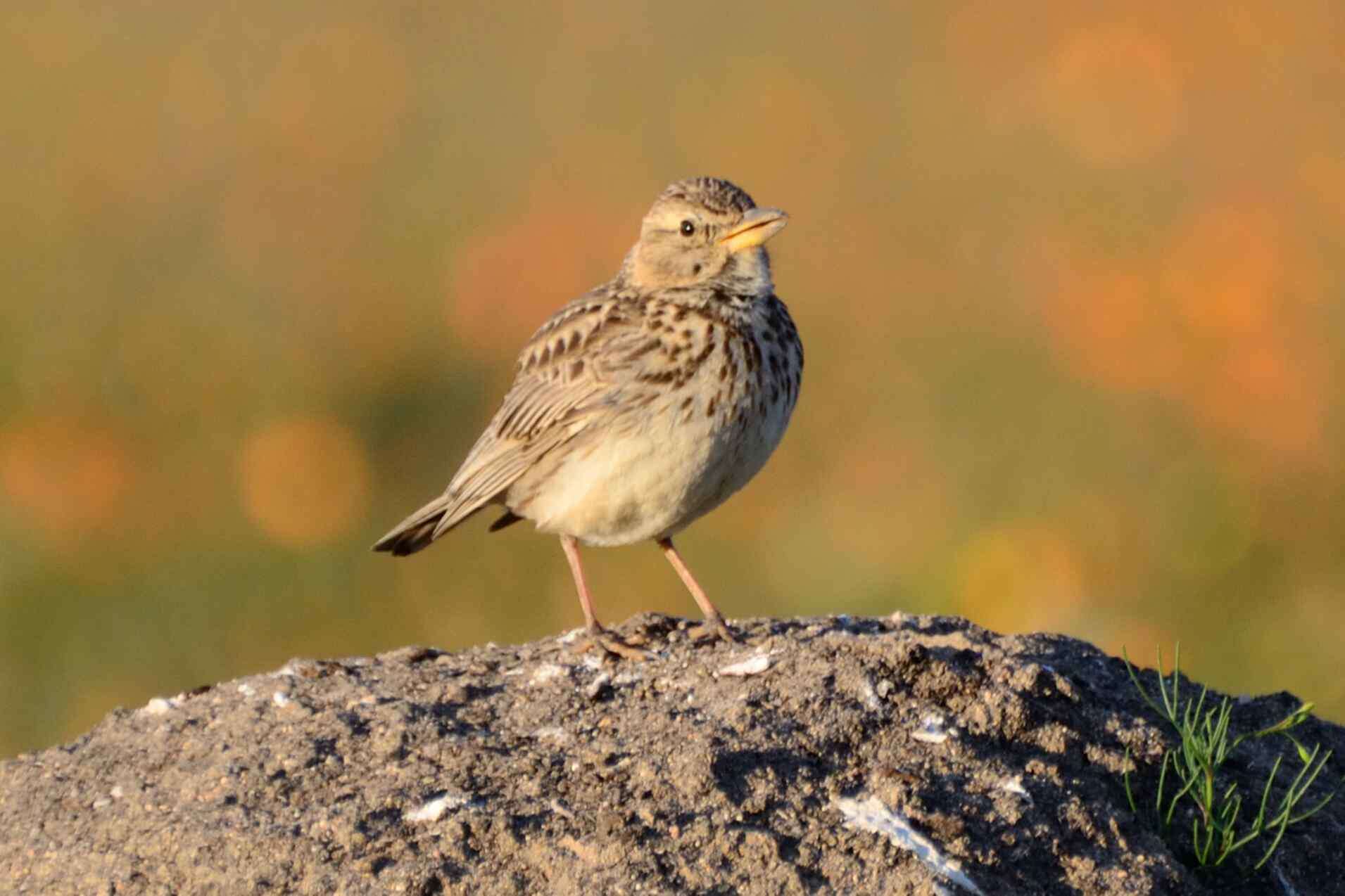 Image of Large-billed Lark