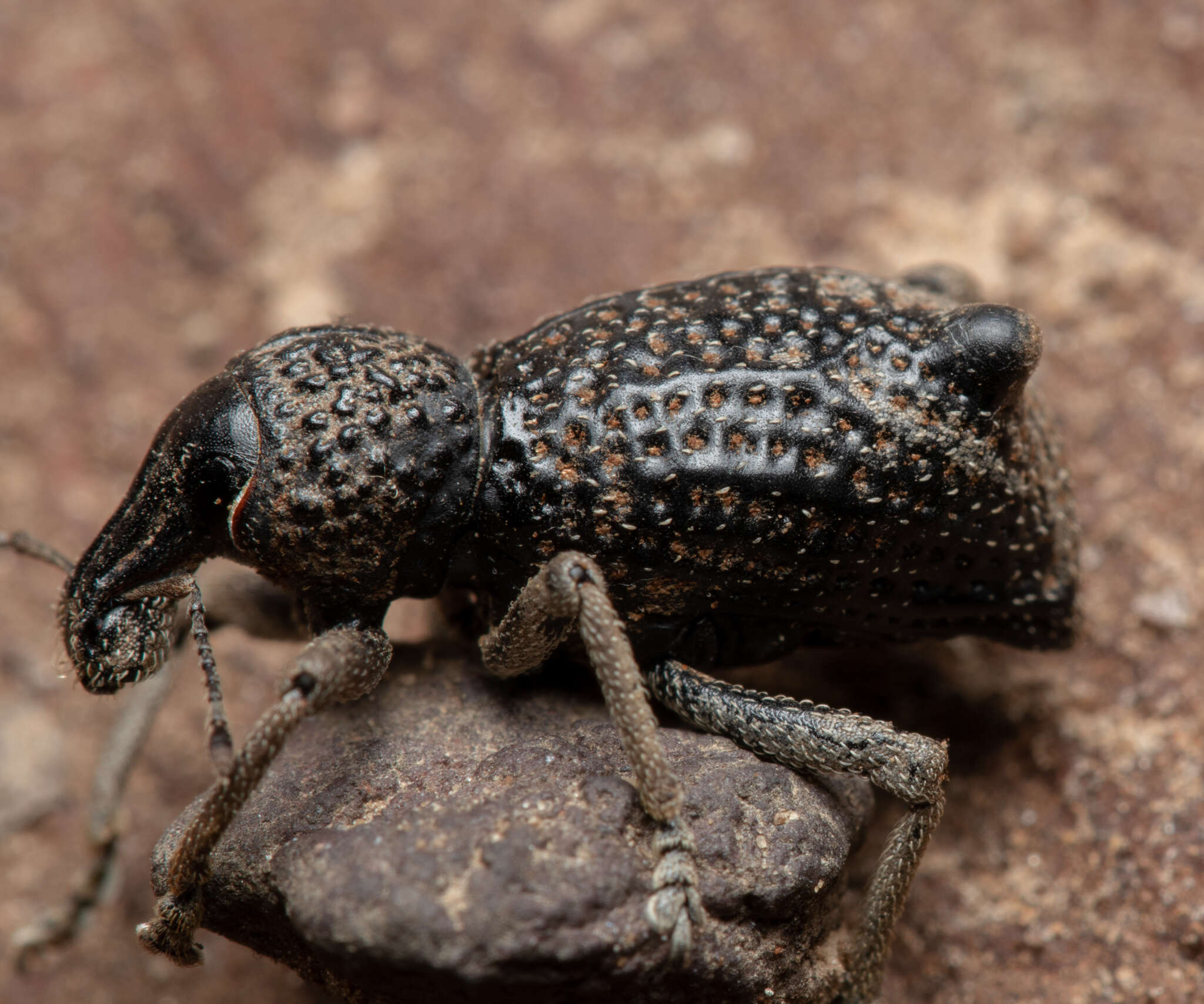 Image of Zymaus binodosus Pascoe 1870