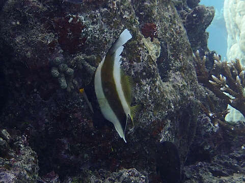 Image of Horned Bannerfish