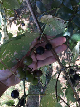 Image of mustang grape