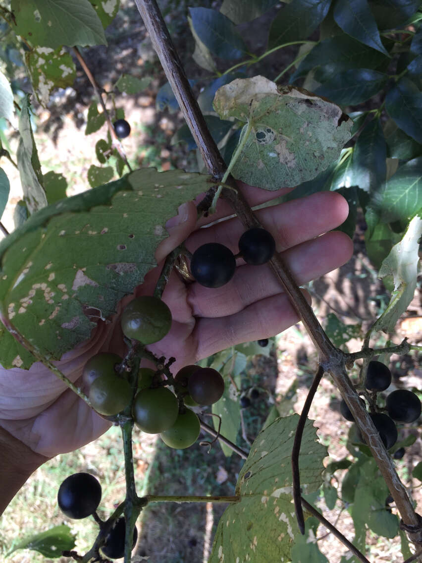 Image of mustang grape