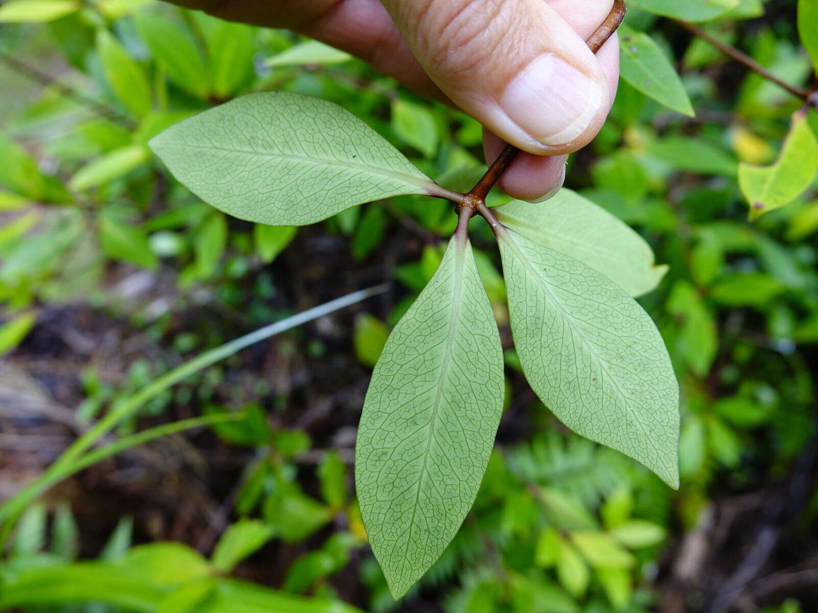 Sivun Pittosporum cornifolium A. Cunn. kuva