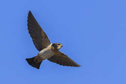 Petrochelidon spilodera (Sundevall 1850) resmi