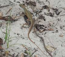 Image of Common Butterfly Lizard