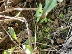 Image of Violet crystalwort