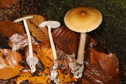 Image of Amanita sinicoflava Tulloss 1988