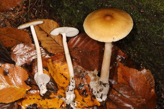 Image of Amanita sinicoflava Tulloss 1988