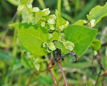 صورة Fallopia scandens (L.) Holub