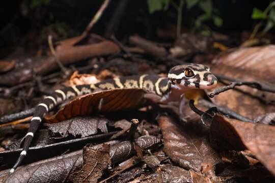 Image of Central American Banded Gecko